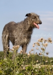 55 Windhund-Trio